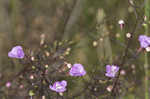 Slenderleaf false foxglove